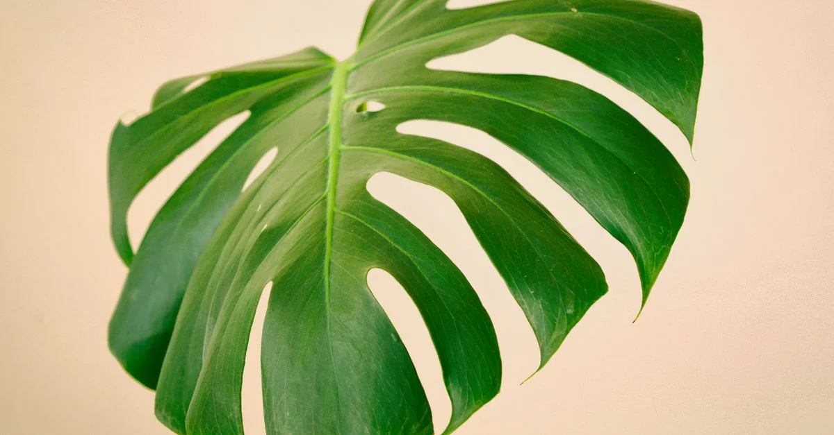 Gros plan détaillé d'une feuille de Monstera vibrante mettant en valeur son design unique en éclats.